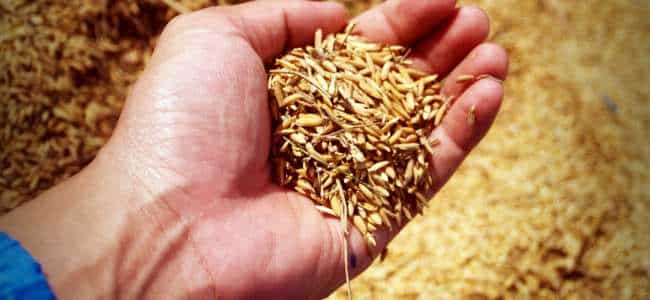 Beneficios del salvado de arroz