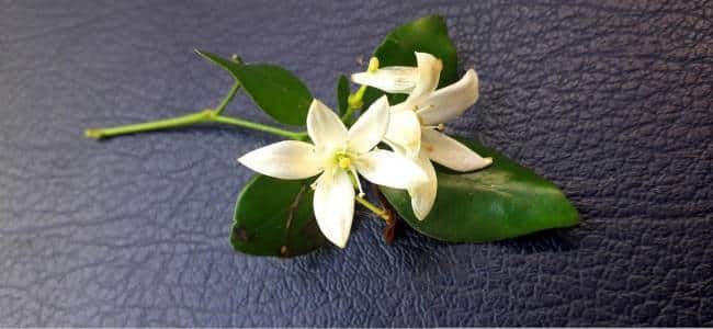 beneficios del laurel