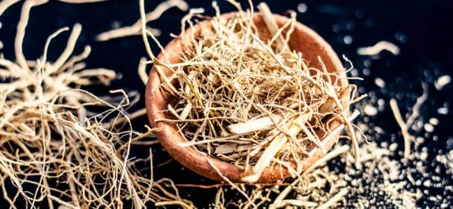 Para qué sirve la planta de vetivert