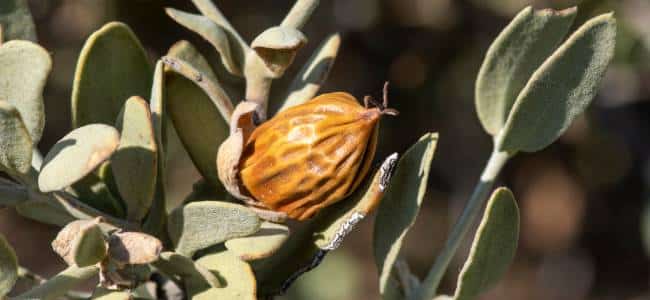 Beneficios de la planta de jojoba