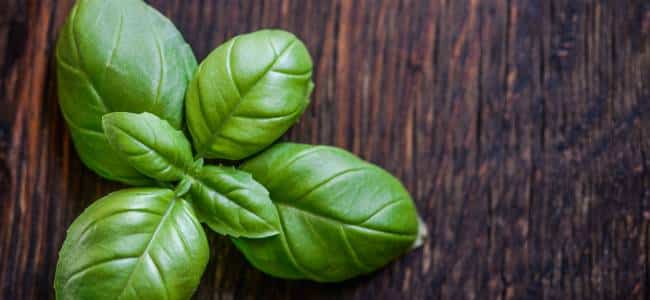 Beneficios de la planta de albahaca