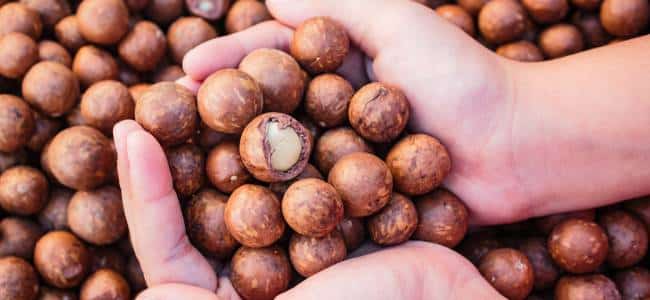Propiedades de la macadamia