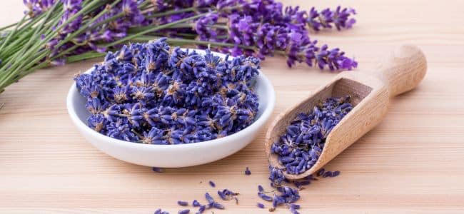 Qué es y para qué sirve la Lavanda