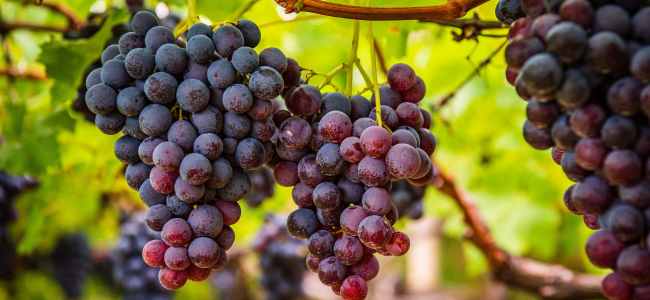 Beneficios de la uva