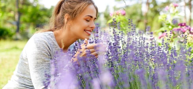 Beneficios de la lavanda