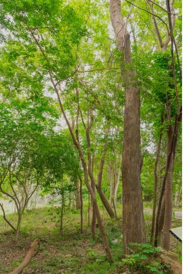 Árbol de Palosanto, propiedades y beneficios