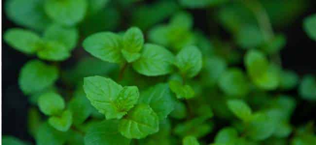 Refrescante natural: Genera una sensación inmediata de frescor en piel y sentidos. Aromática y estimulante: Su fragancia herbal ayuda a activar la mente y el estado de ánimo. Antiséptica: Contribuye a mantener la piel limpia y libre de impurezas. Antiinflamatoria: Ayuda a calmar irritaciones y molestias cutáneas leves. Tónica: Revitaliza y despierta la energía corporal y mental. Despeja las vías respiratorias: Su aroma mentolado facilita la respiración y aporta bienestar.