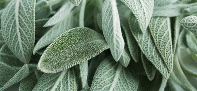 para qué sirve la salvia