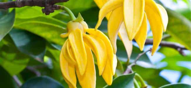 ¿Te has preguntado para qué sirve el ylang ylang?