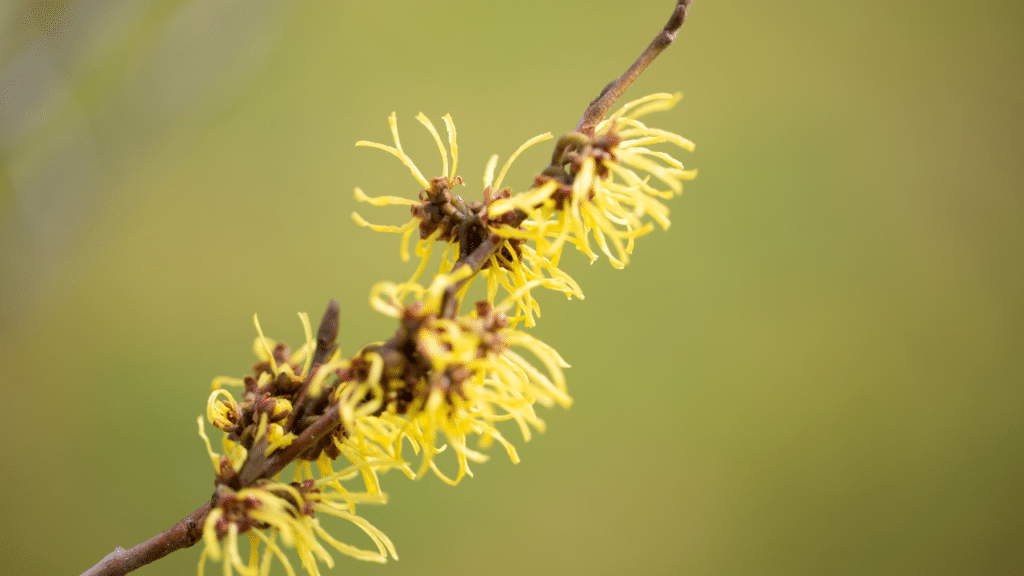 uso diario del Gel Hamamelis