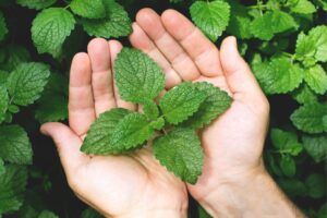 Beneficios de la menta para la salud: frescura natural que cuida cuerpo y mente
