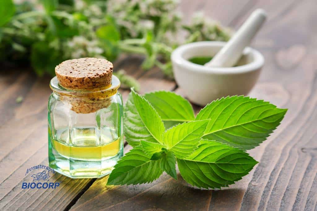 Beneficios de la menta para el bienestar físico
