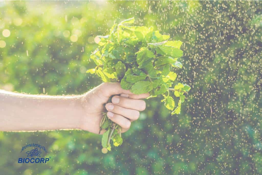 Formas seguras de usar la menta y sus aceites esenciales