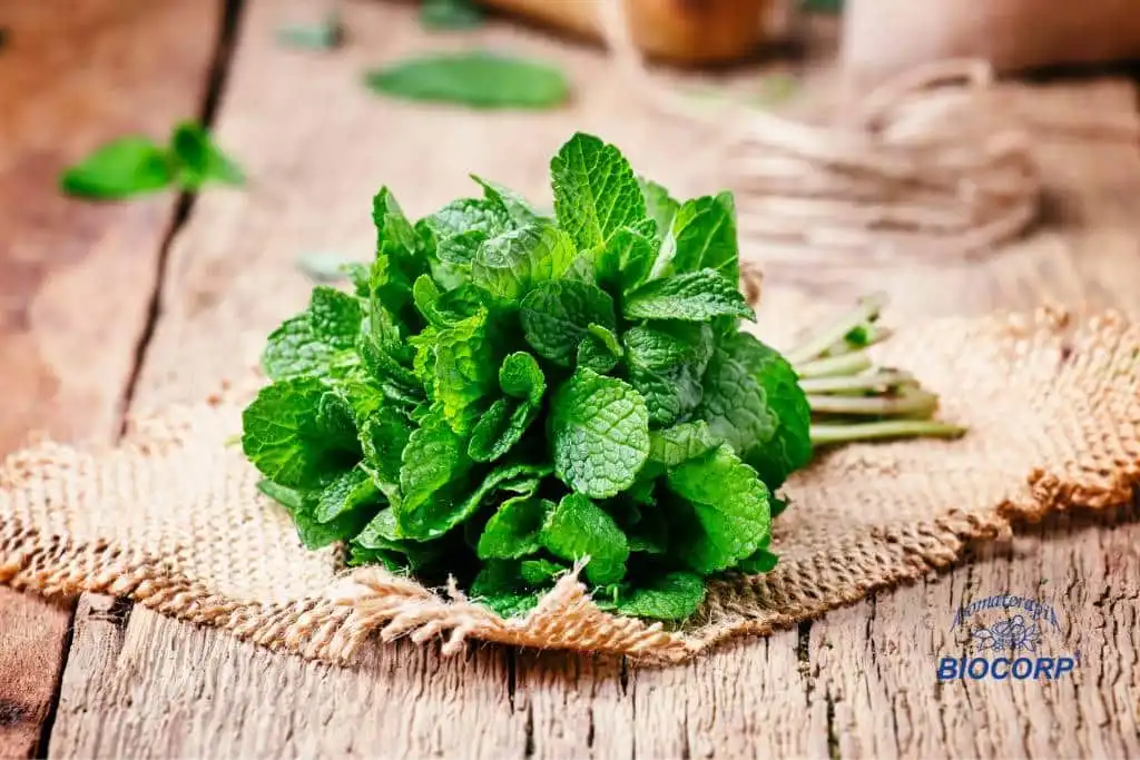 Beneficios de la menta para la salud