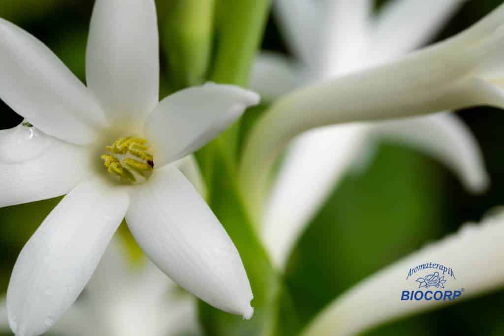 Nardo: la esencia floral de los reyes y su conexión espiritual