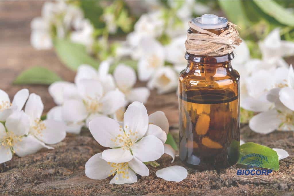 Jazmín: la joya aromática de la antigüedad