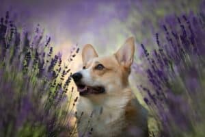 Aceites Esenciales para Mascotas: Cuáles Son Seguros y Cómo Usarlos