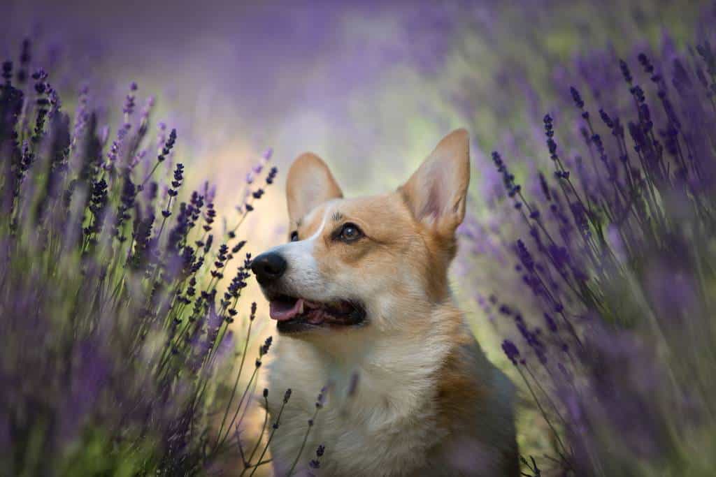 Aceites Esenciales para Mascotas: Cuáles Son Seguros y Cómo Usarlos