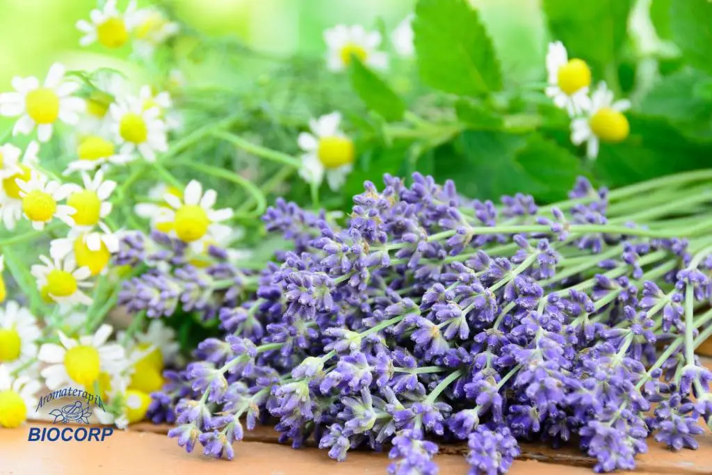 Aceites esenciales seguros para mascotas: lavanda, manzanilla y más