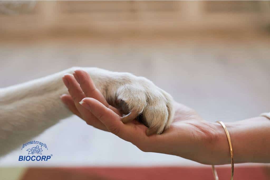 Cómo usar aceites esenciales en el cuidado de tus mascotas