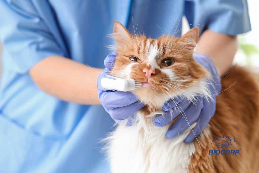 Precauciones importantes al usar aceites esenciales con animales