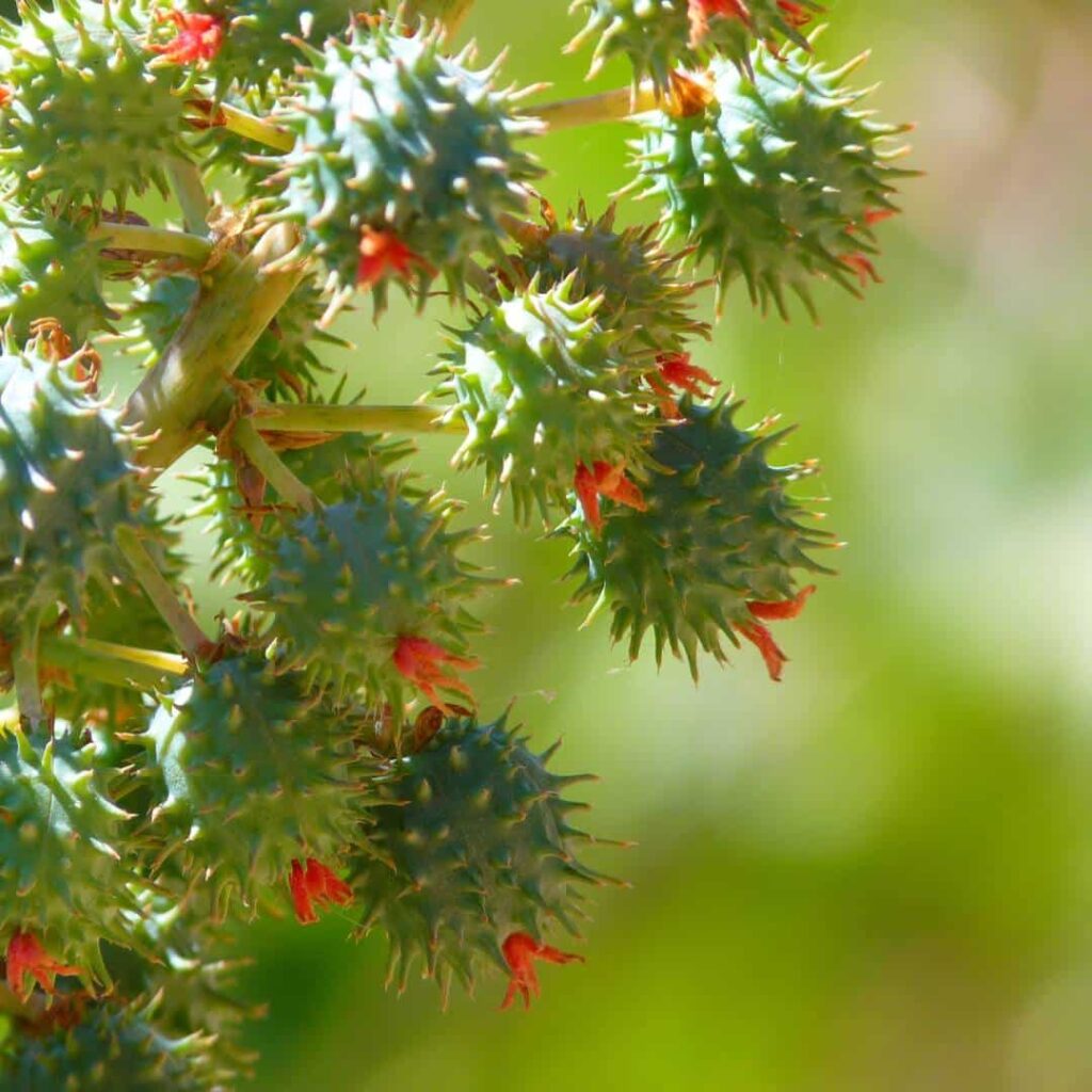 Ricino planta