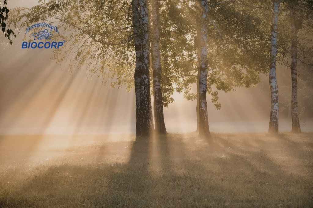 Aromaterapia como apoyo emocional