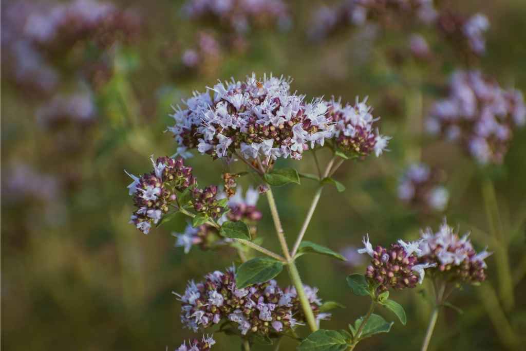 Aceite de mejorana para masajes musculares: El secreto de la recuperación profesional