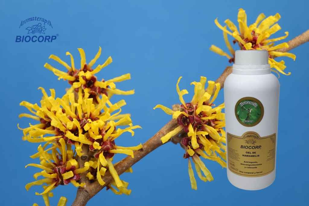 El poder depurativo del Hamamelis: ¿Cómo actúa el gel de hamamelis para drenaje linfático y celulitis?